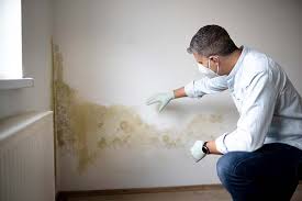 Reliable Siena College, NY Mold Removal & Remediation Solutions